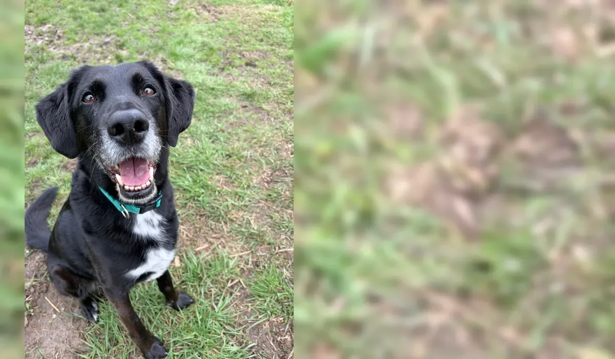 Tobey the black dog smiling outdoors on grass