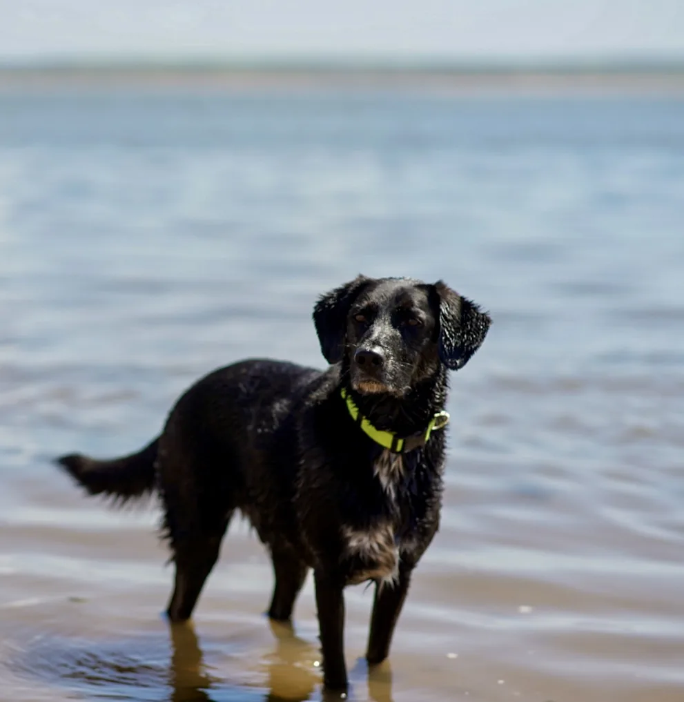 Toby the black dog standing in the sea on an Essex beach