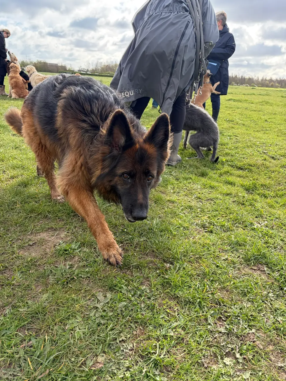 Jennie coaching a dog calmly during outdoor lead work