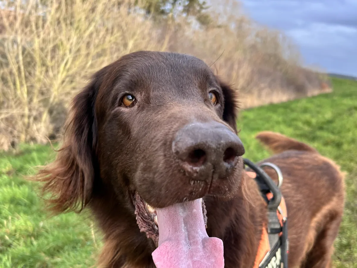 A chocolate flat-coat retriever walking happily on lead through open countryside