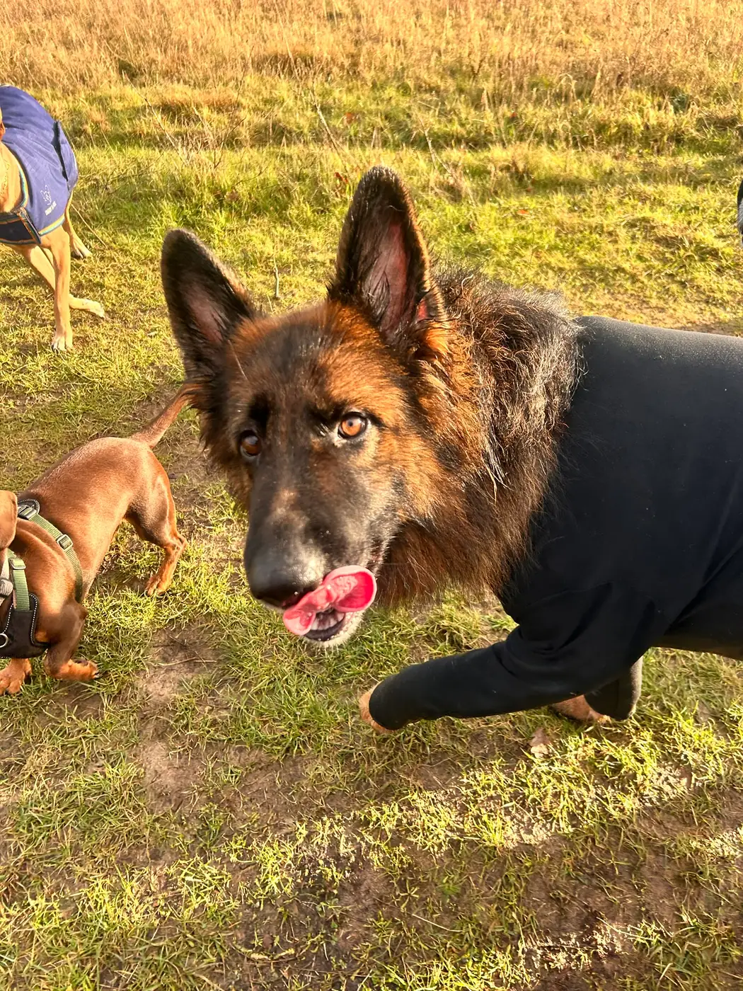 Calm shepherd dog outdoors during behaviour support