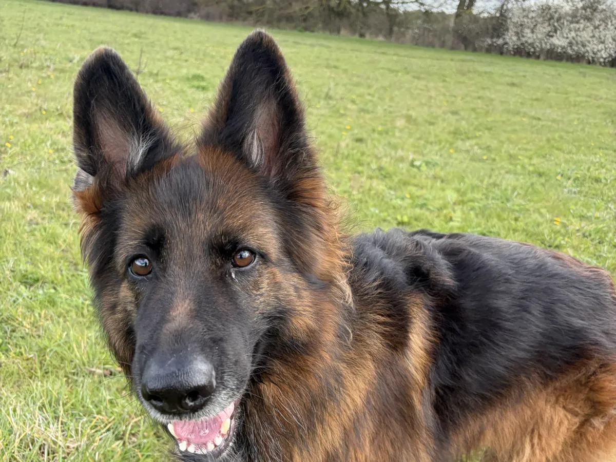 German Shepherd lying calmly in an open field