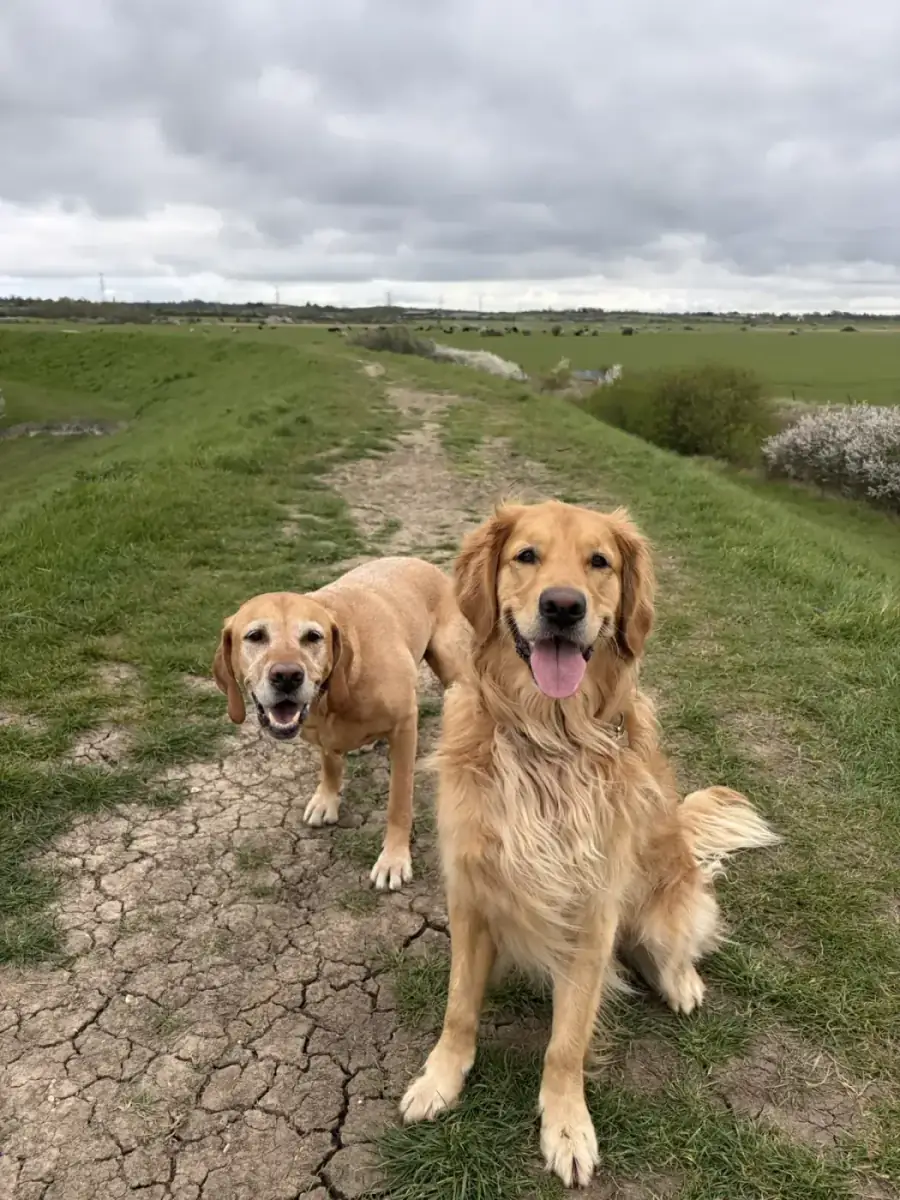 Two golden retrievers walking together on a countryside dike path