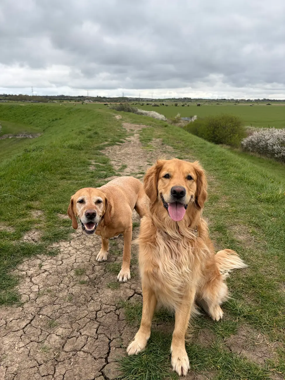 Two retrievers walking calmly on an open countryside path