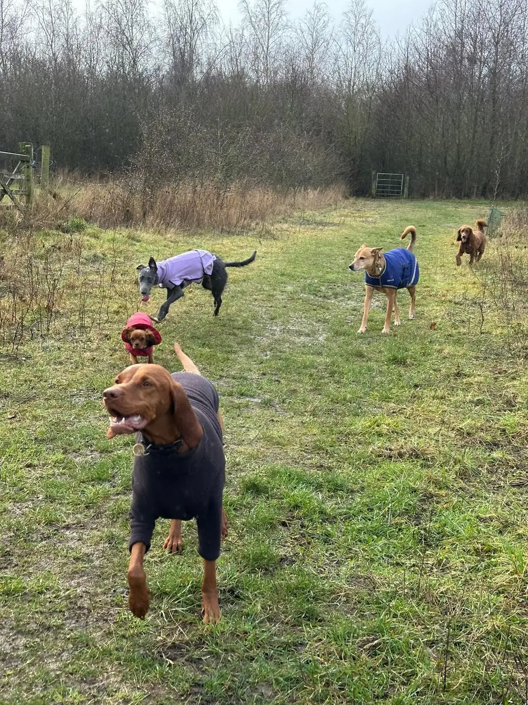 Small group of dogs enjoying a calm field walk