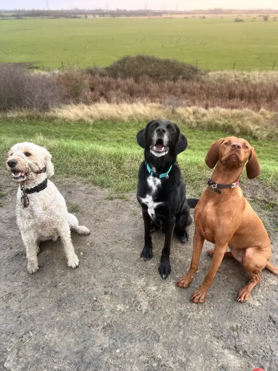 A goldendoodle, black Labrador, and vizsla sitting calmly together on a countryside path