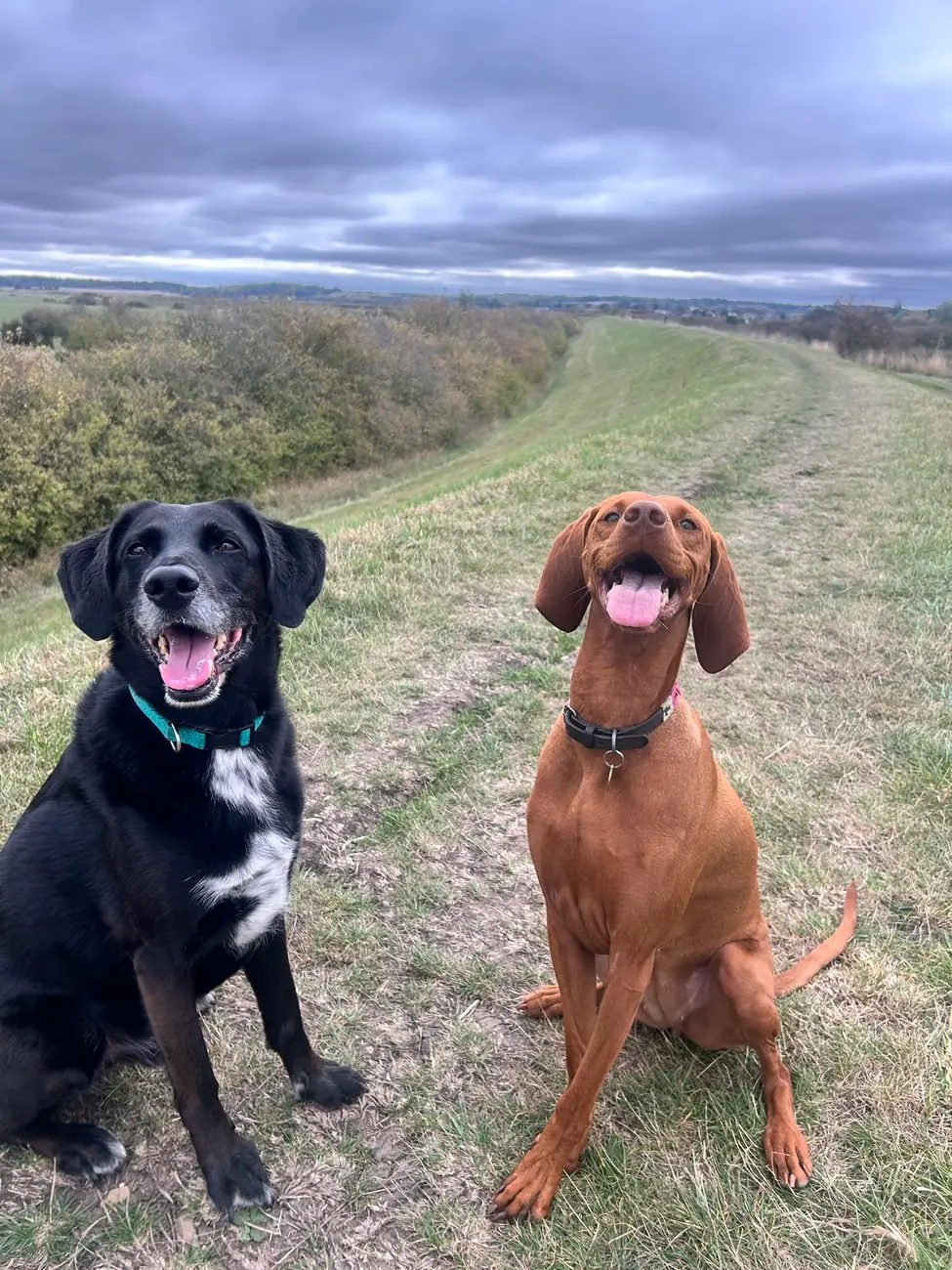Two dogs sitting calmly together on a countryside walk