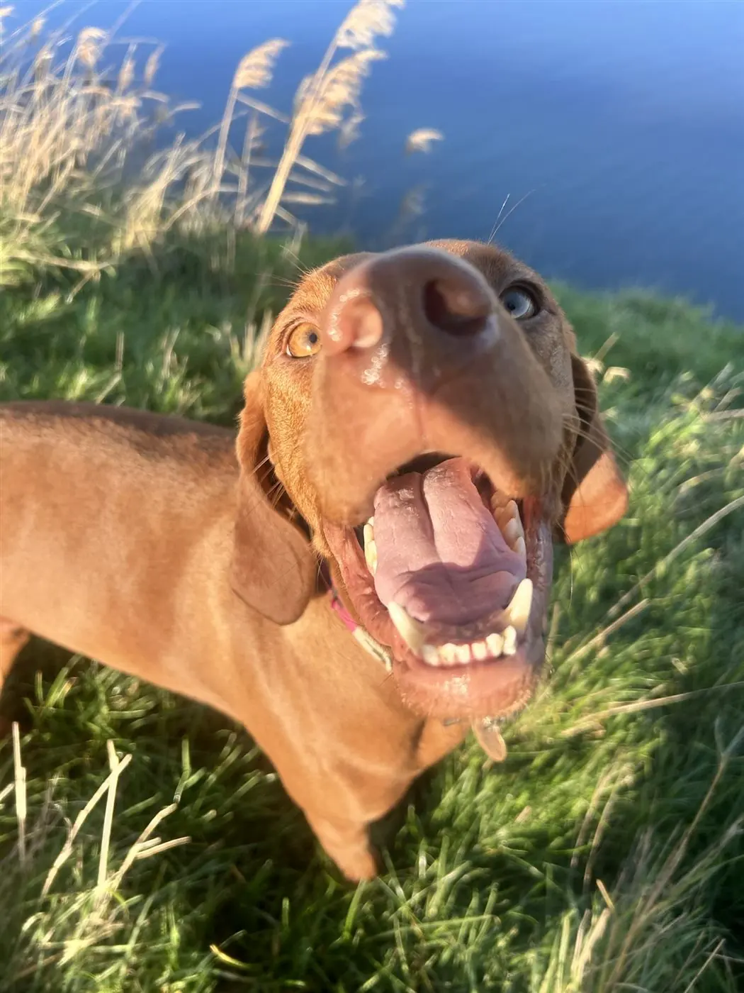 Happy dog outdoors looking up during a calm walk