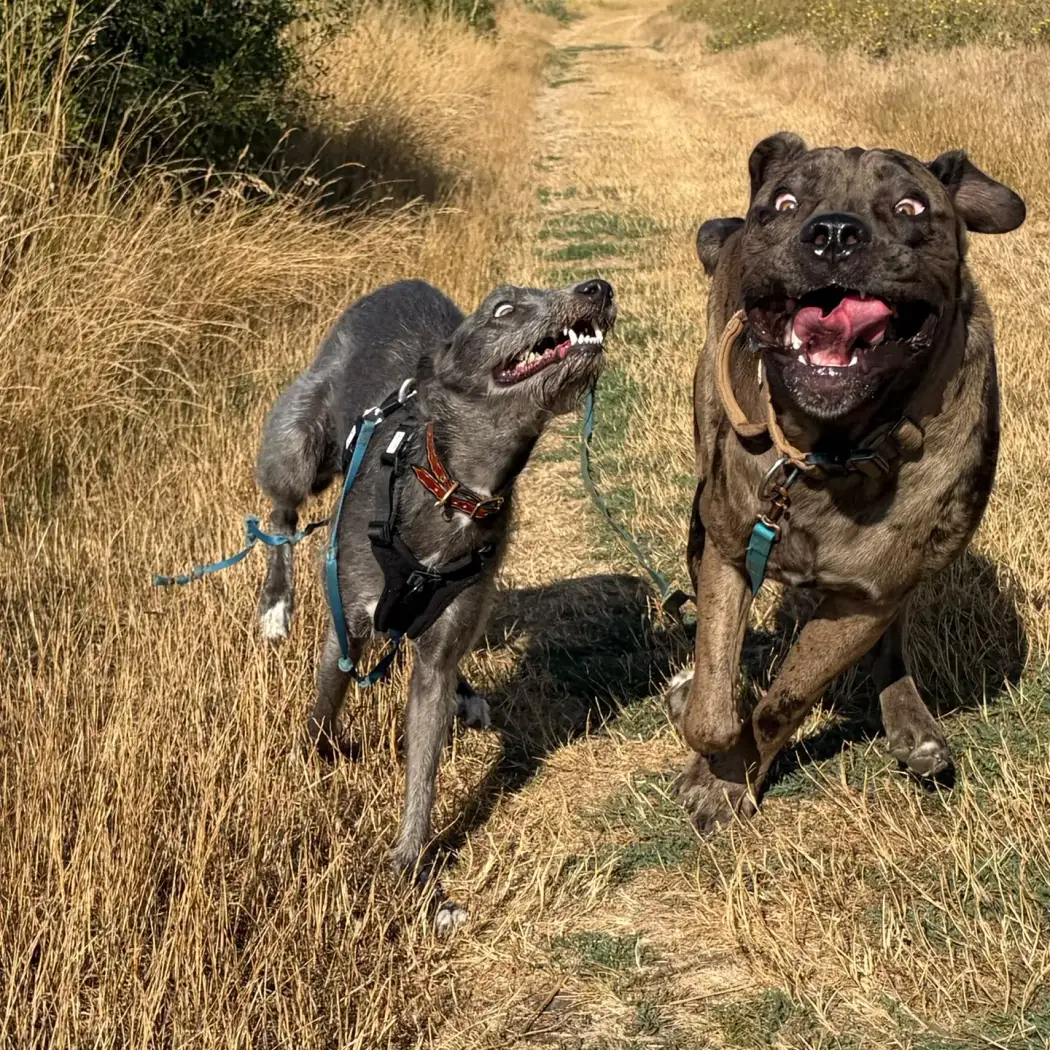 Two dogs running happily along a countryside track on the Dengie peninsula, Essex
