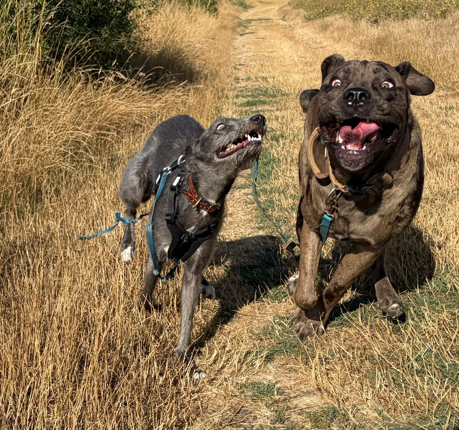 Two dogs running happily along a countryside track on the Dengie peninsula, Essex