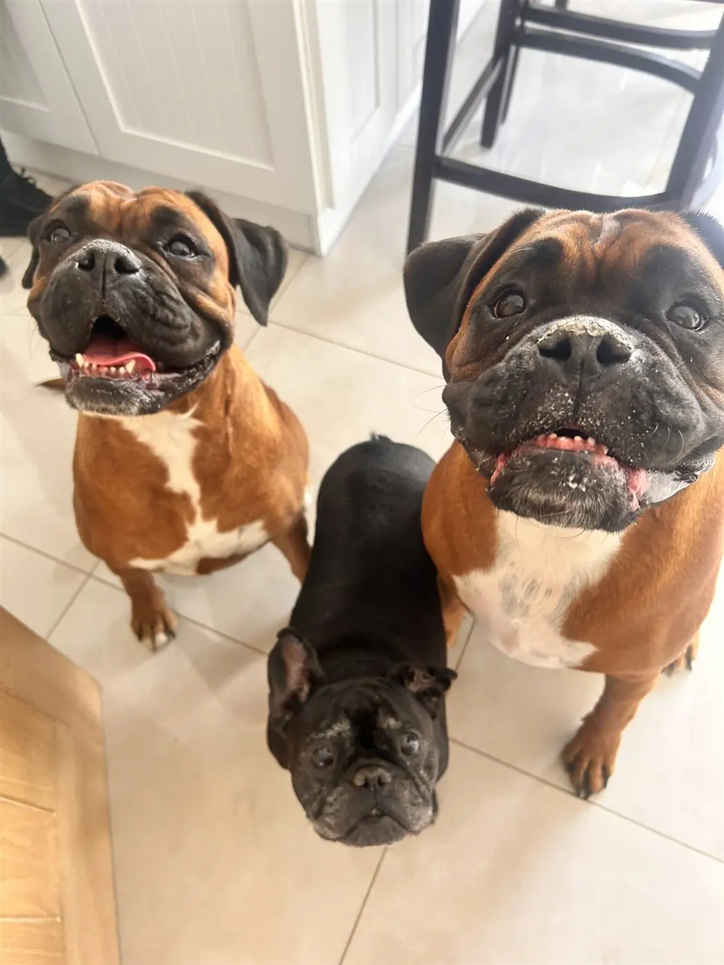 Two dogs settled calmly together in a real home