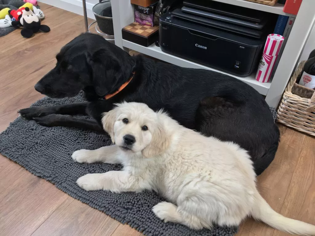 Young puppy resting calmly beside an older dog indoors
