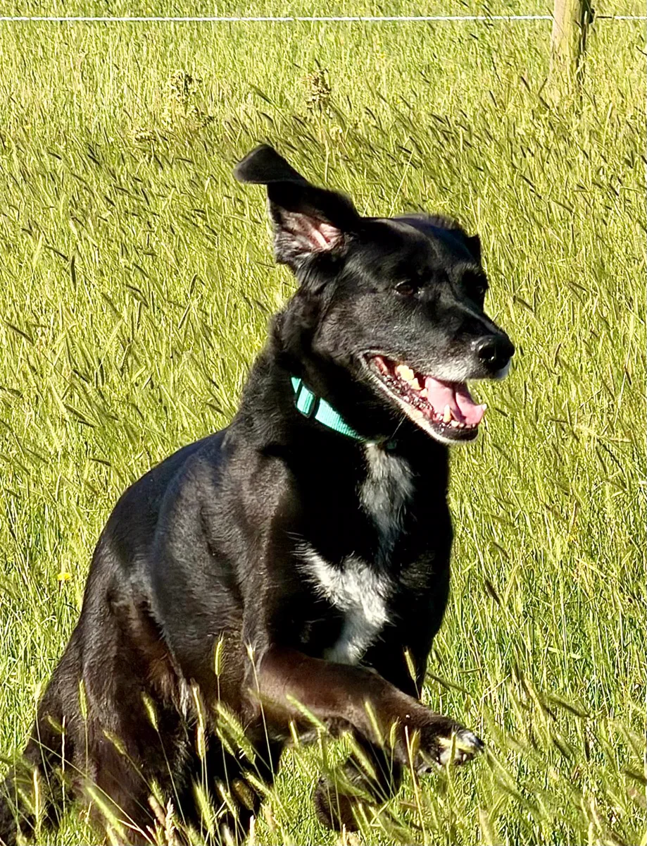 Toby, Jennie's rescue dog, sitting in a sunny Essex field