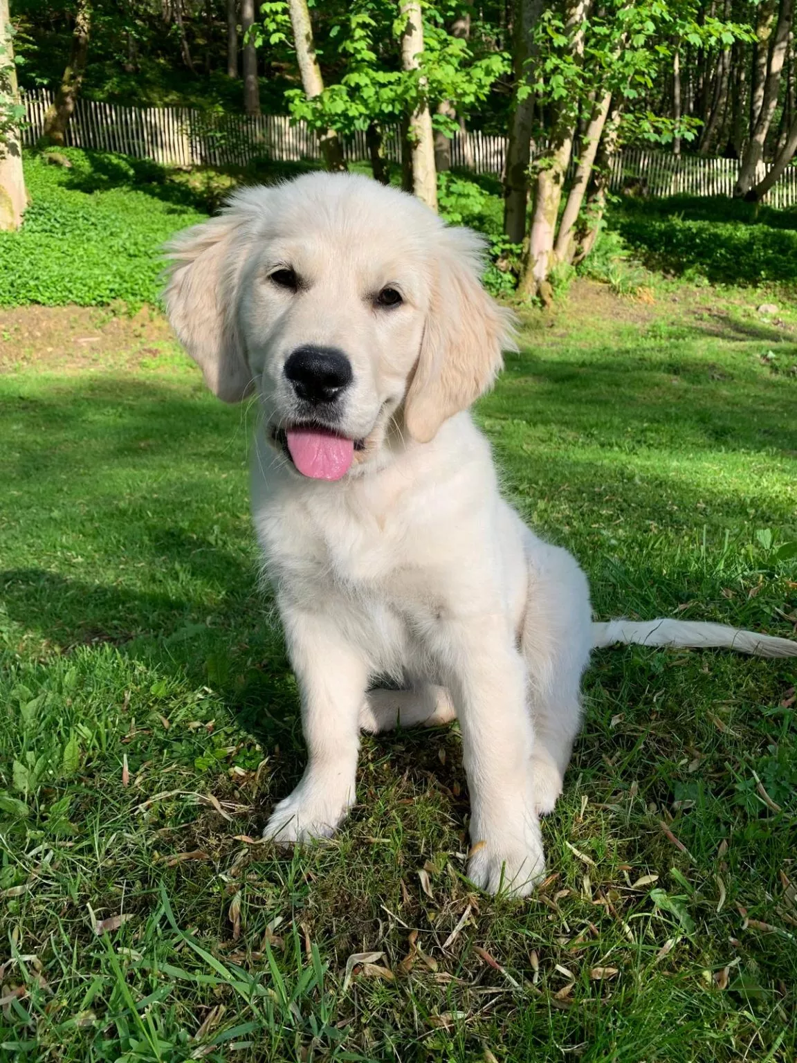 White puppy sitting outdoors on the grass