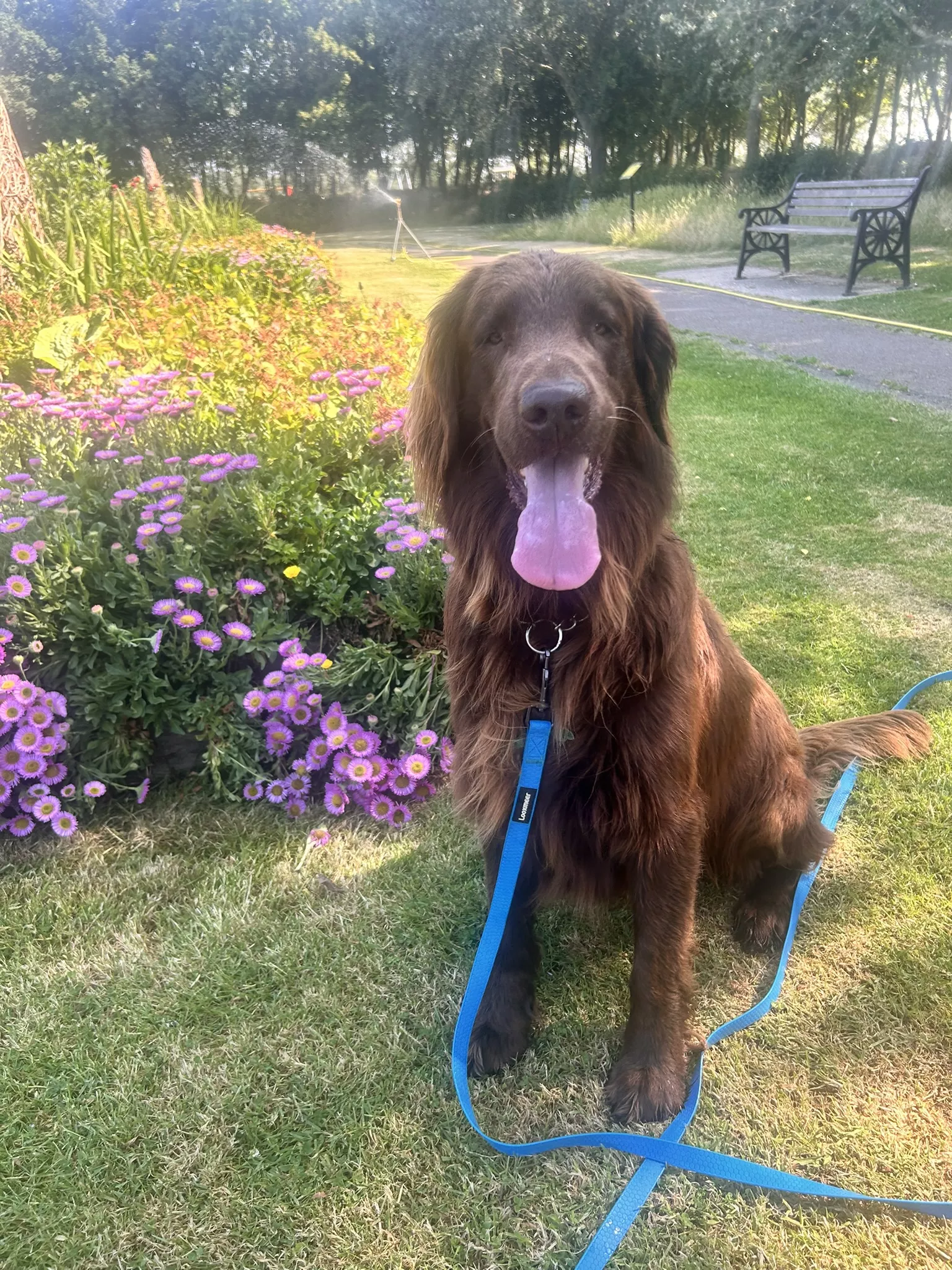 Brown dog outdoors looking alert but calm