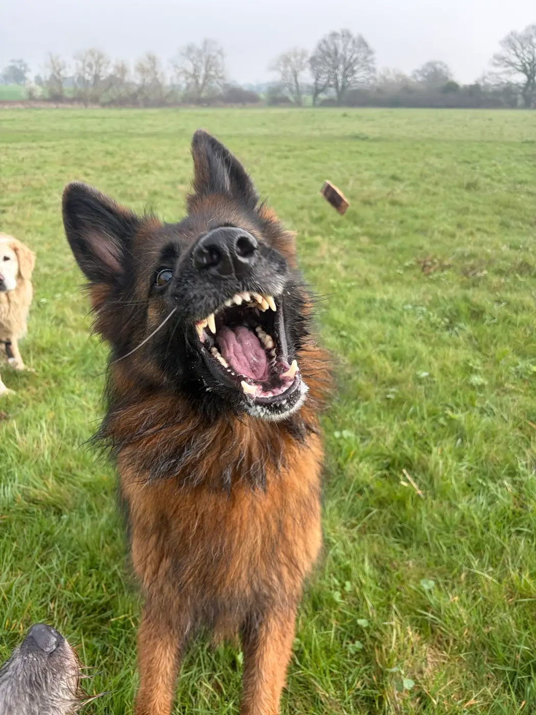 German shepherd vocalising outdoors during a high arousal moment