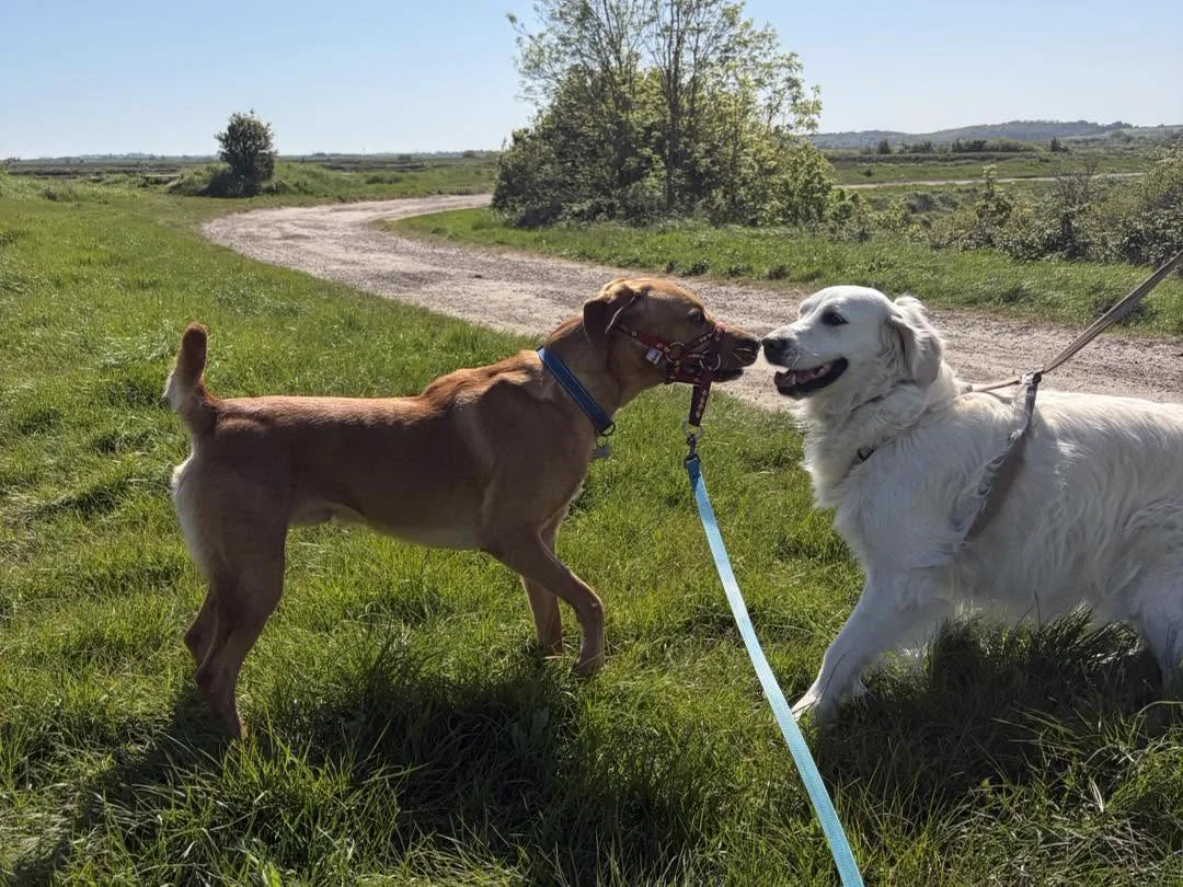 Two dogs on lead calmly greeting each other on a countryside path