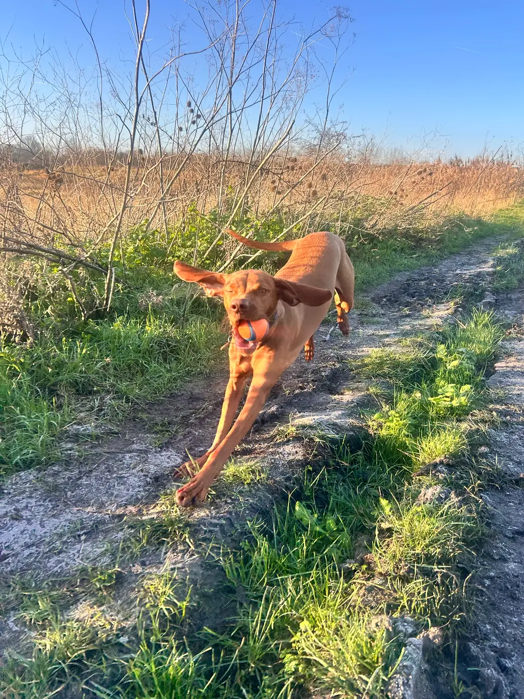 Vizsla walking on lead through open grassland