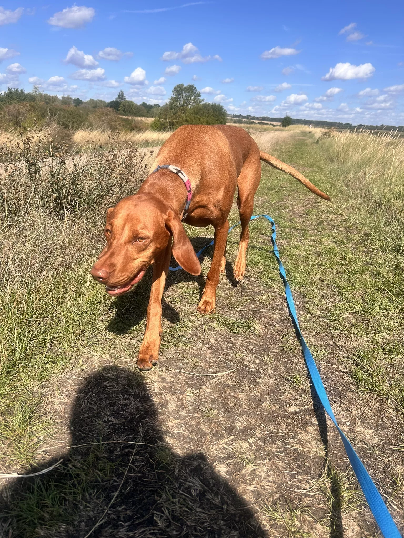 Vizsla walking on lead through open grassland