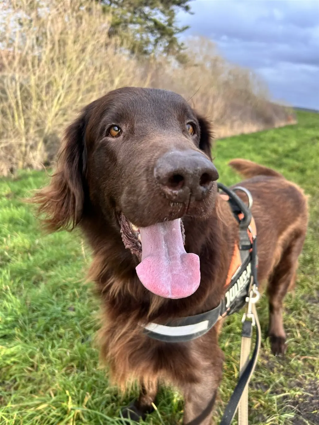 Dog on a lead standing calmly on a grassy path