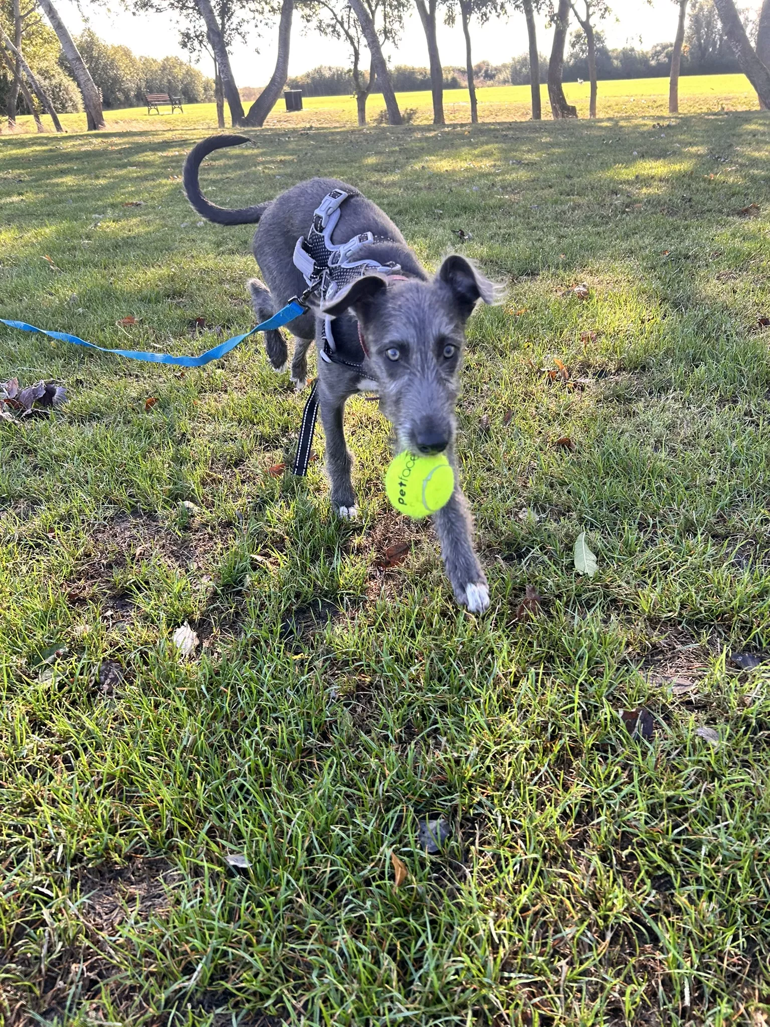 Grey dog carrying a tennis ball across grass