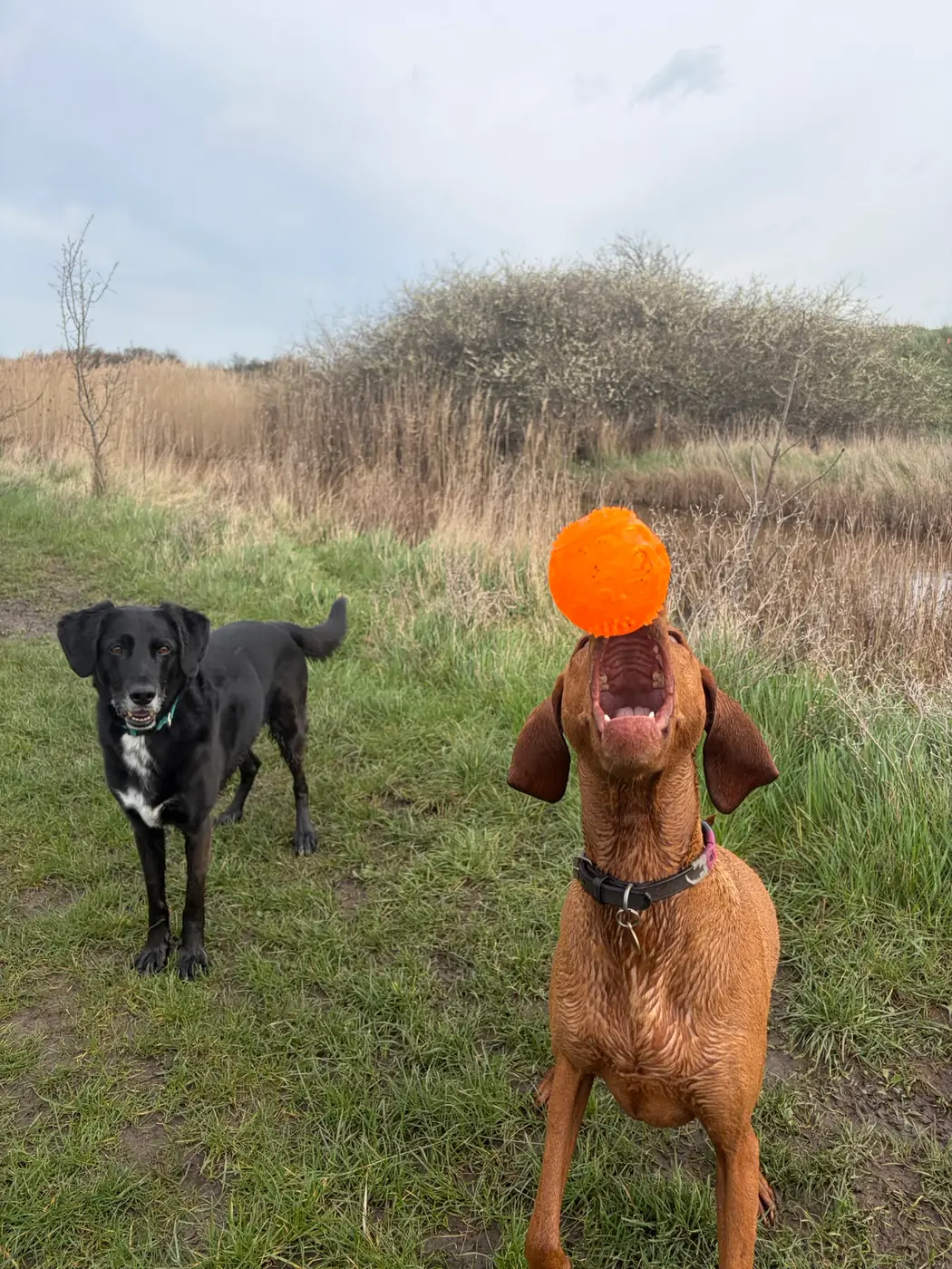 Dog holding a ball during outdoor play