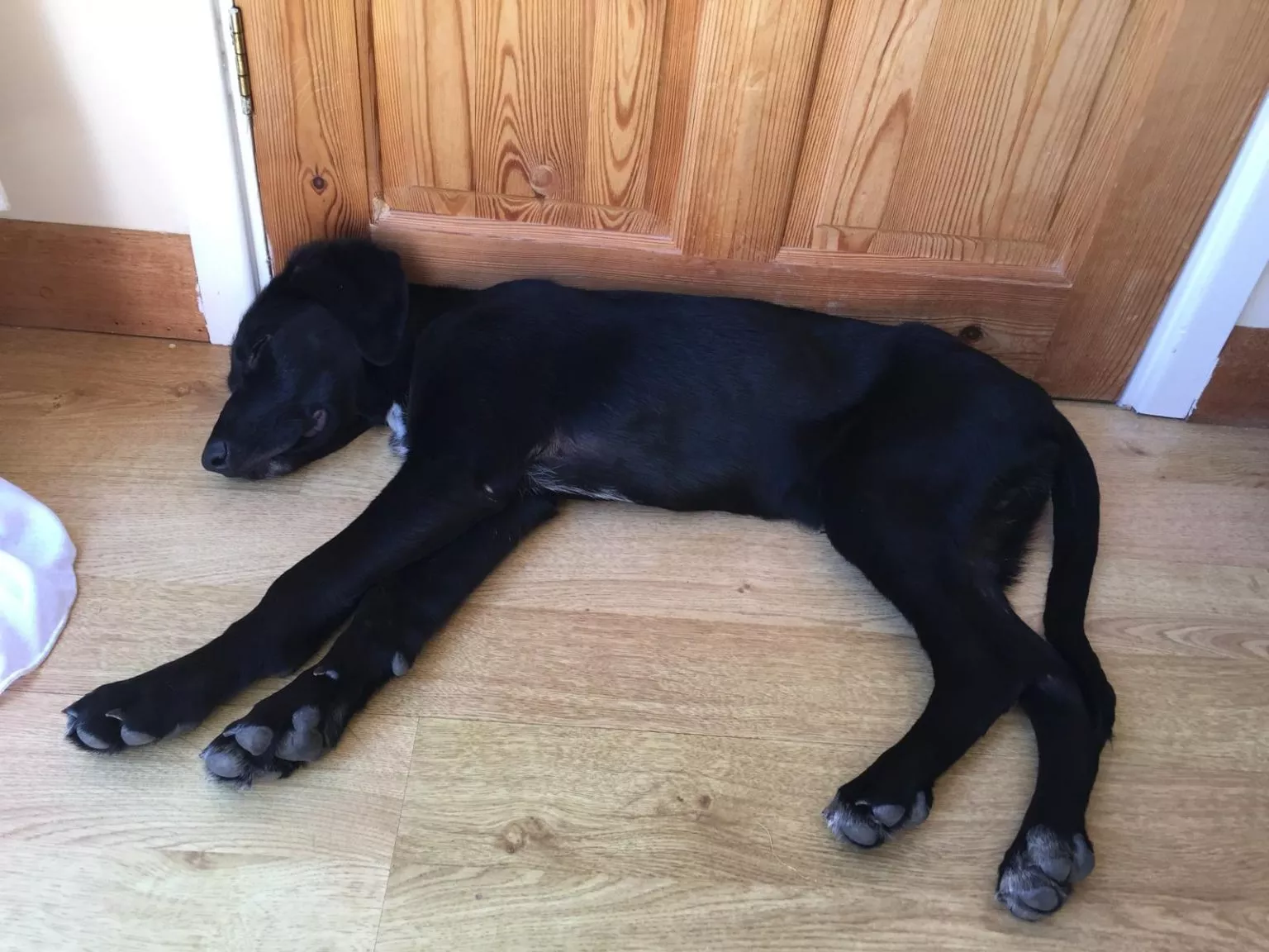 Black puppy settled and sleeping by a back door