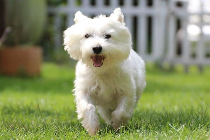 westie running on grass to owner