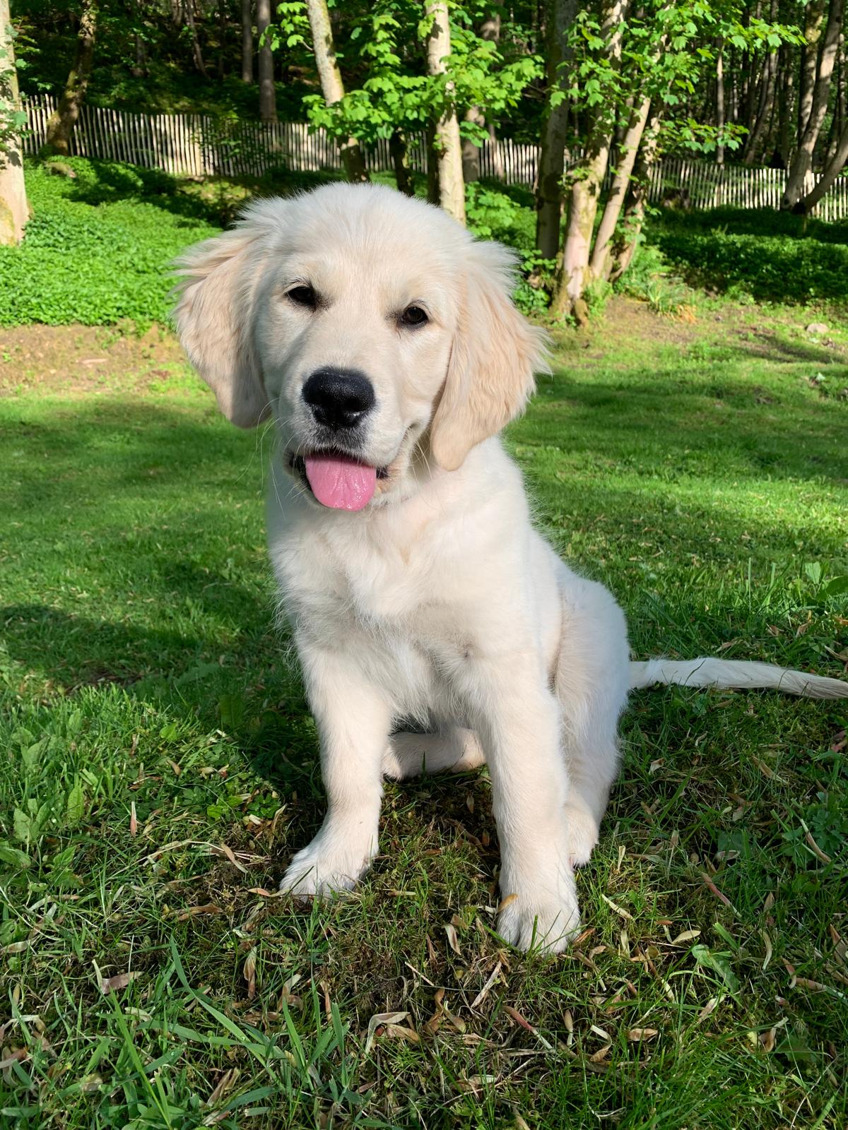 A playful golden retriever puppy with a happy expression, sitting on green grass after puppy training