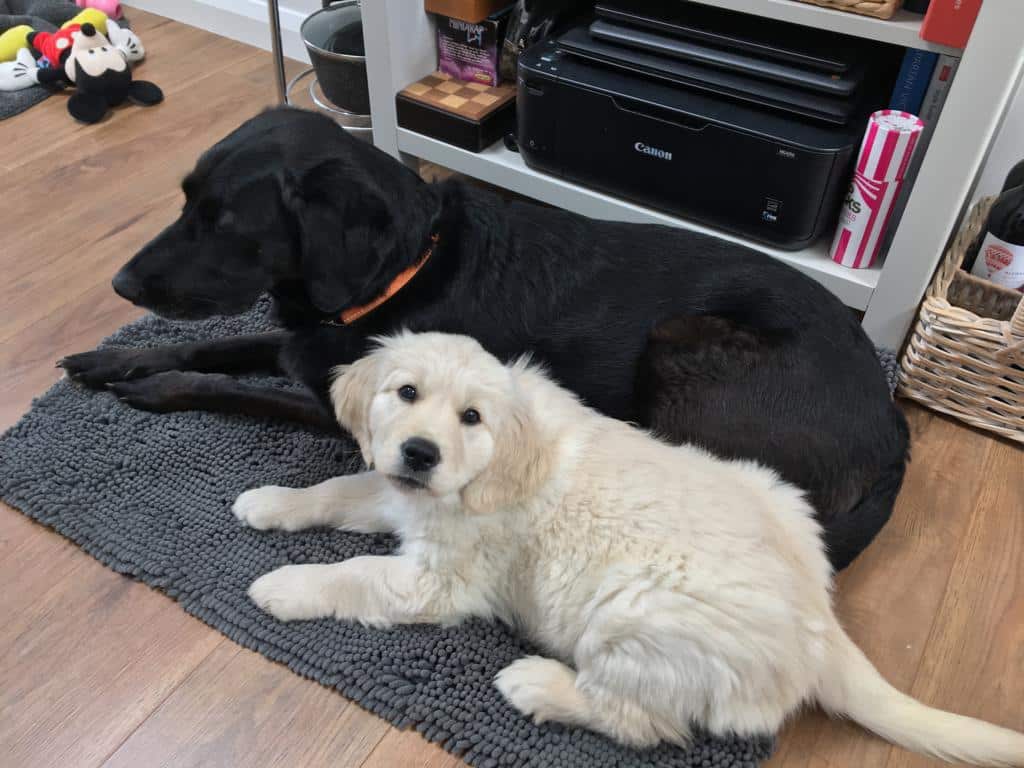 Older dog and Puppy