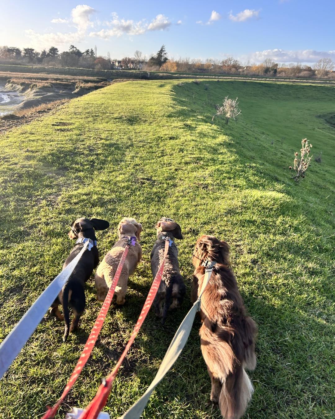 Home 4 4 dogs walking on lead