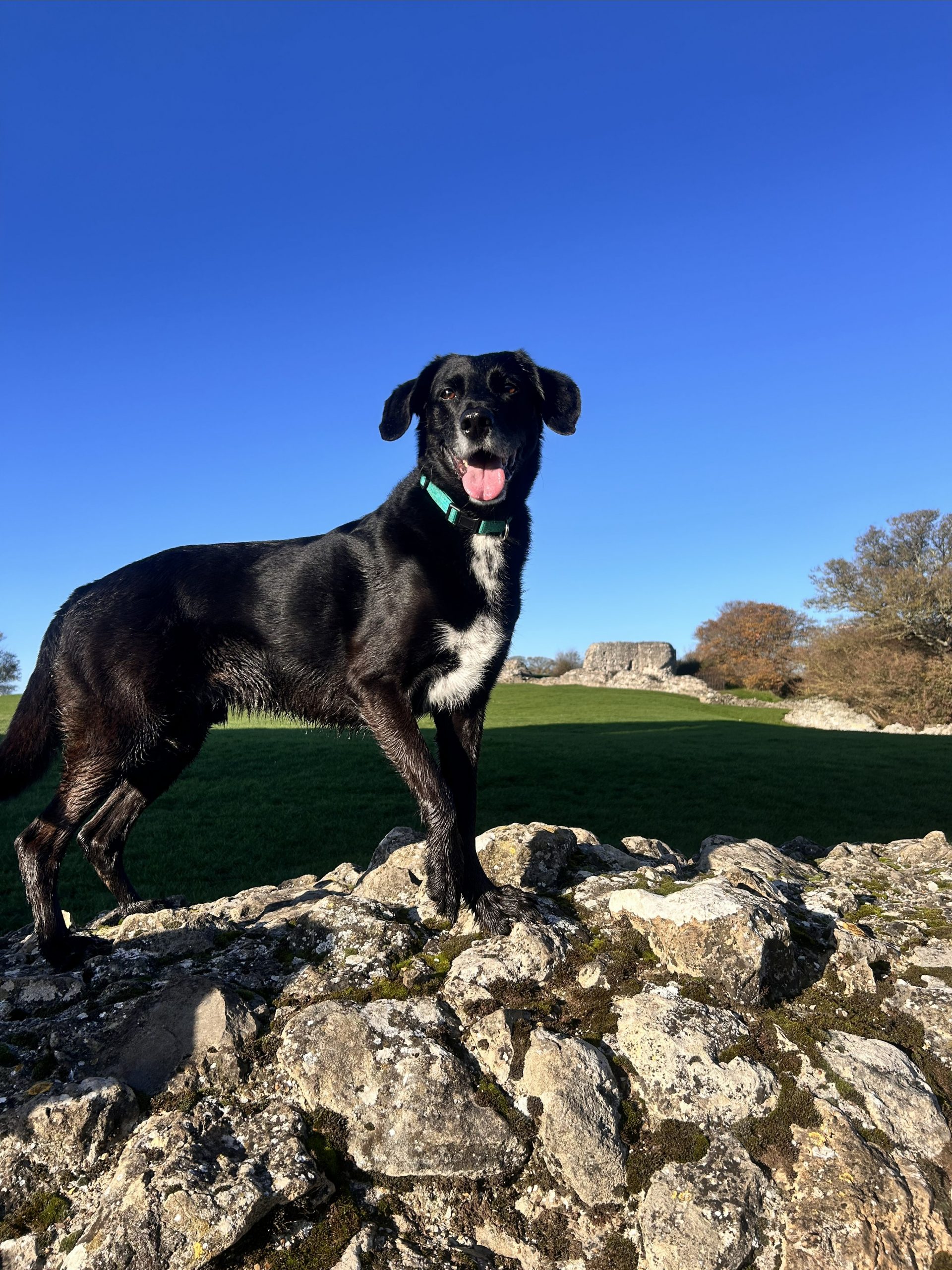 Home 14 black dog standing on rocks